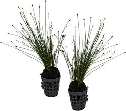 Quinn's Fins Spikerush Live Pond Marginal Plant, Green, 2 count