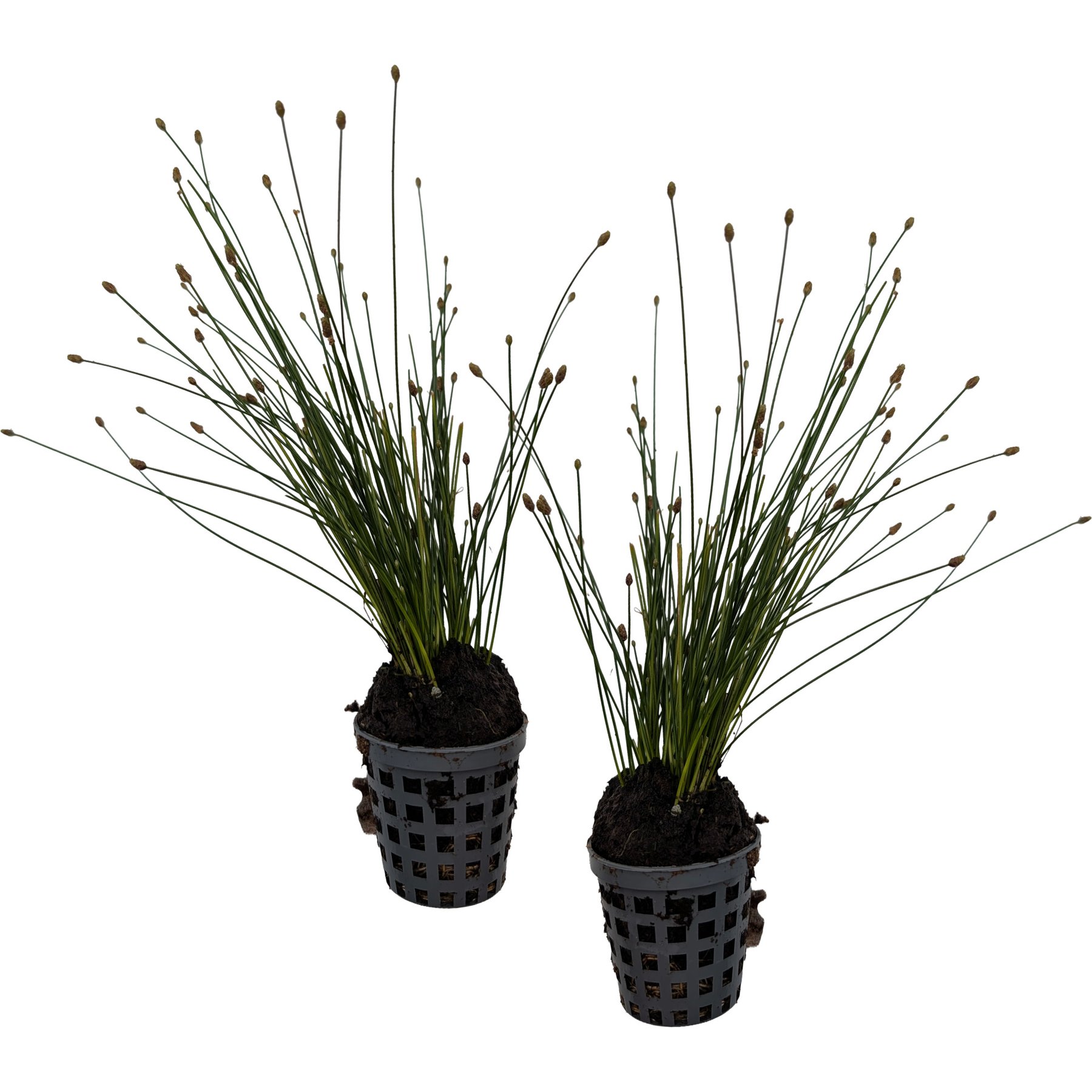 Quinn's Fins Spikerush Marginal Live Pond Plant, Green, 2 count