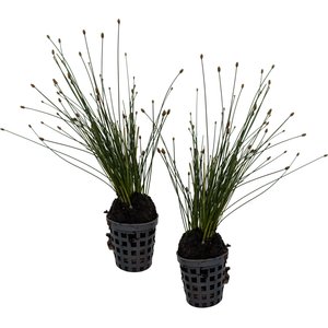 Quinn's Fins Spikerush Marginal Live Pond Plant, Green, 2 count