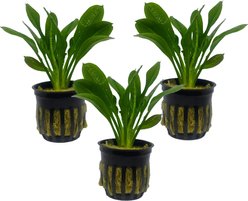 Quinn's Fins Rosette Sword Live Submerged Plant, Green, 3 count