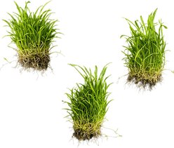 Quinn's Fins Microsword Submerged Live Plant, Green, 3 count