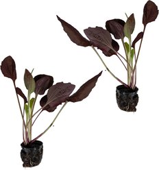Quinn's Fins Red Plantain Hardy Marginal Live Pond Plant, Green, 2 count