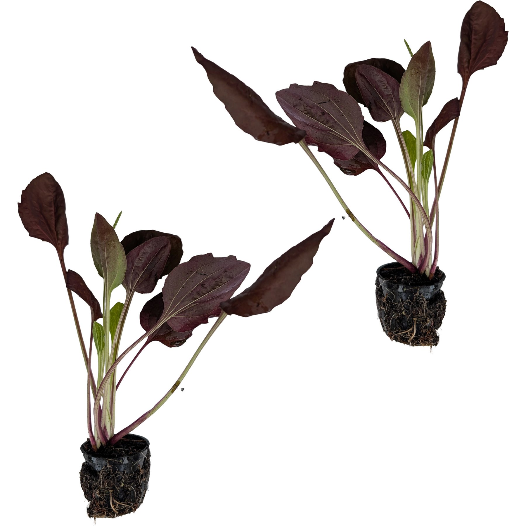 Quinn's Fins Red Plantain Hardy Marginal Live Pond Plant, Green, 2 count