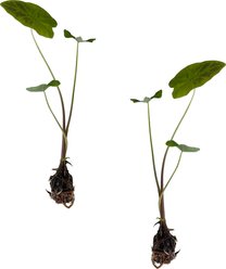 Quinn's Fins Imperial Taro Live Pond Plant, Green, 2 count