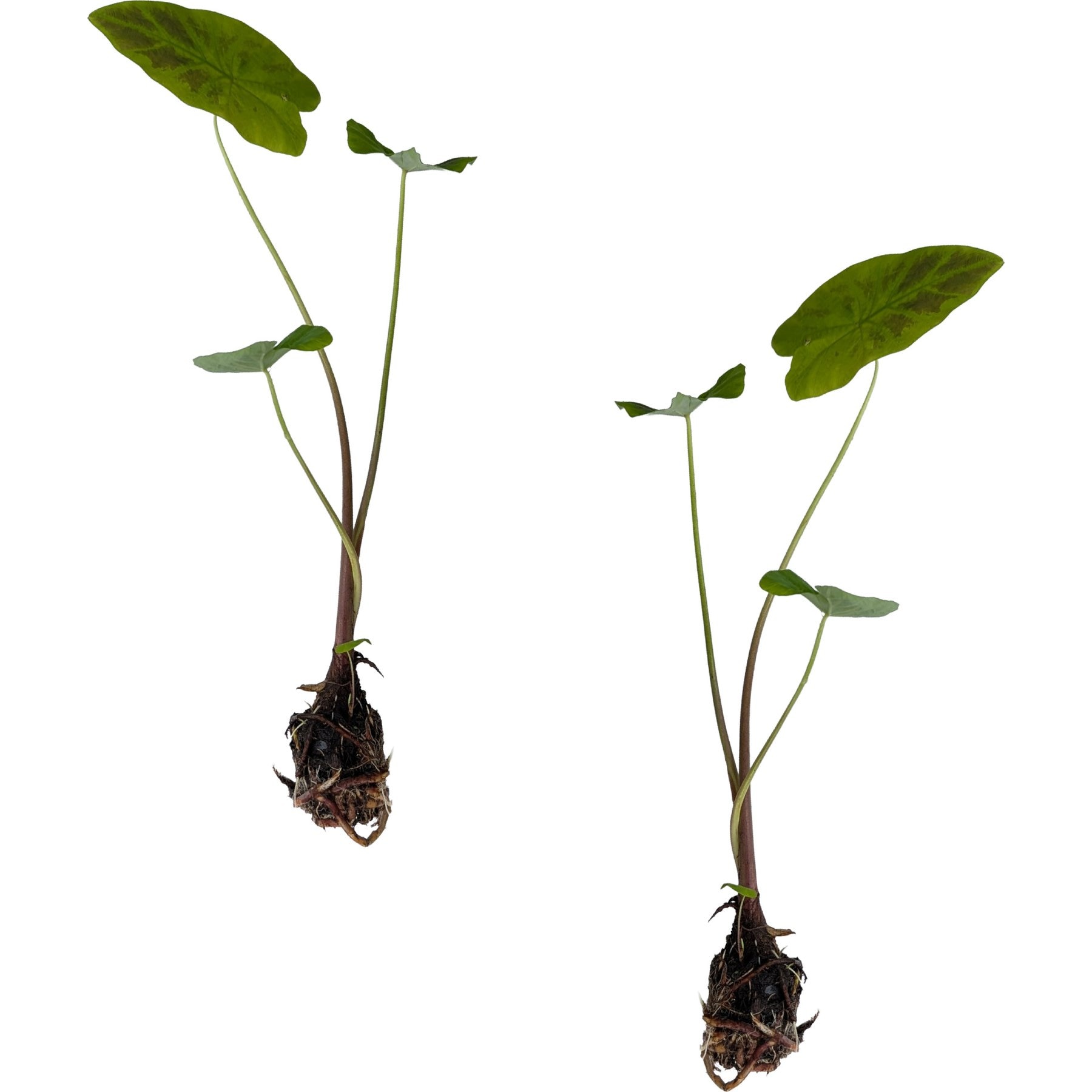 Quinn's Fins Imperial Taro Live Pond Plant, Green, 2 count