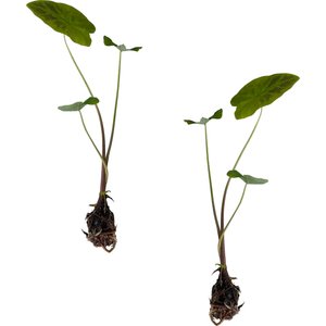 Quinn's Fins Imperial Taro Live Pond Plant, Green, 2 count