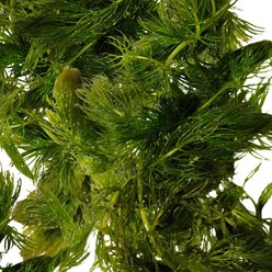 Quinn's Fins Hornwort 5 Cup Live Plant Portion Submerged Live Plant, Green