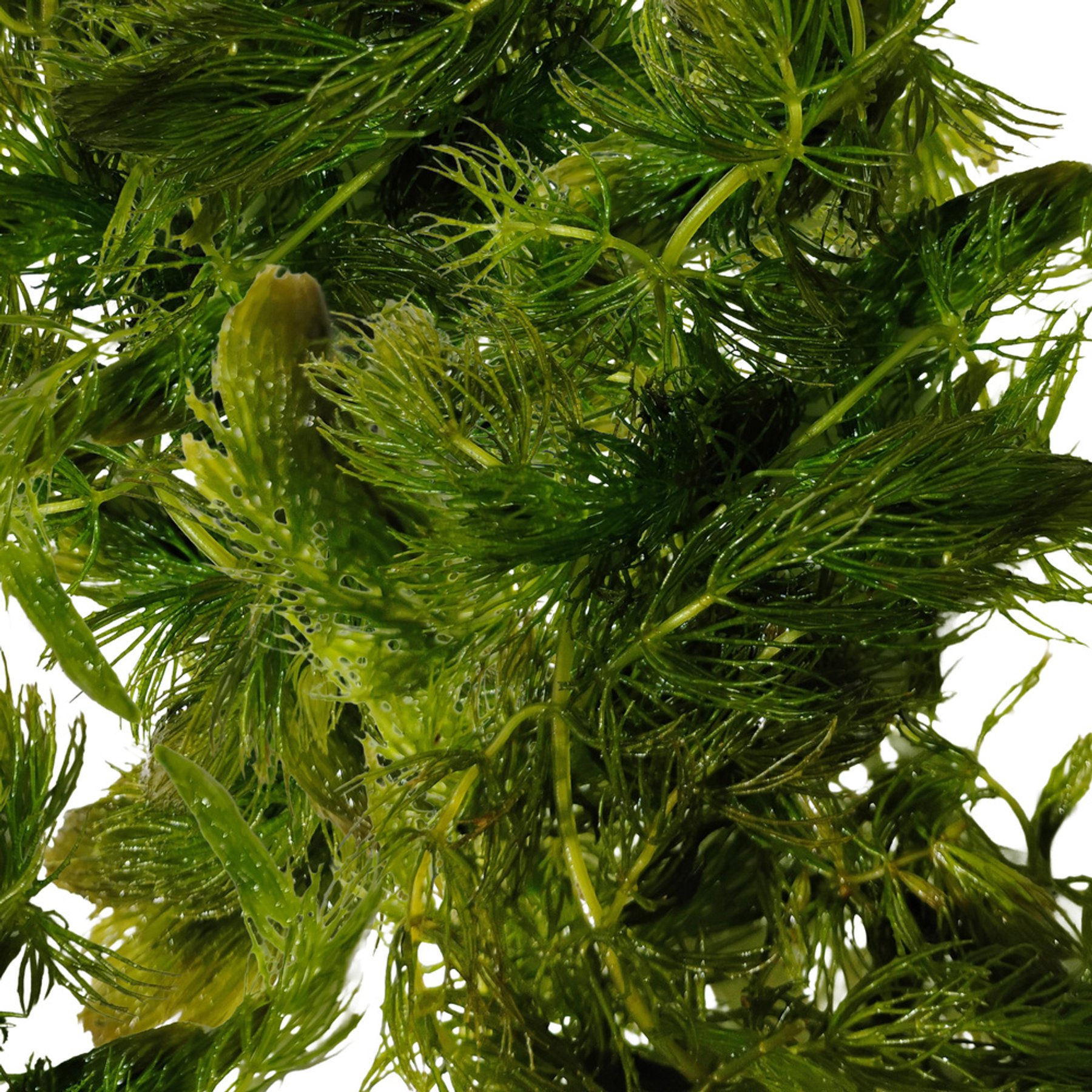 Quinn's Fins Hornwort Submerged Live Pond Plant, 5 cup portion