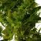 Show in main carousel: Quinn's Fins Hornwort 5 Cup Live Plant Portion Submerged Live Plant, Green slide 1 of 1