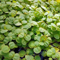 Quinn's Fins Red Root Floater 2 Cup Portion Live Plant, Green