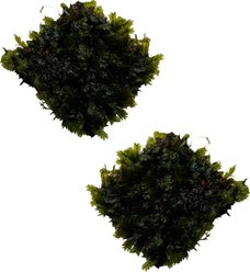 Quinn's Fins Fissidens Fontanus Moss on Mat Submerged Live Plant, Green