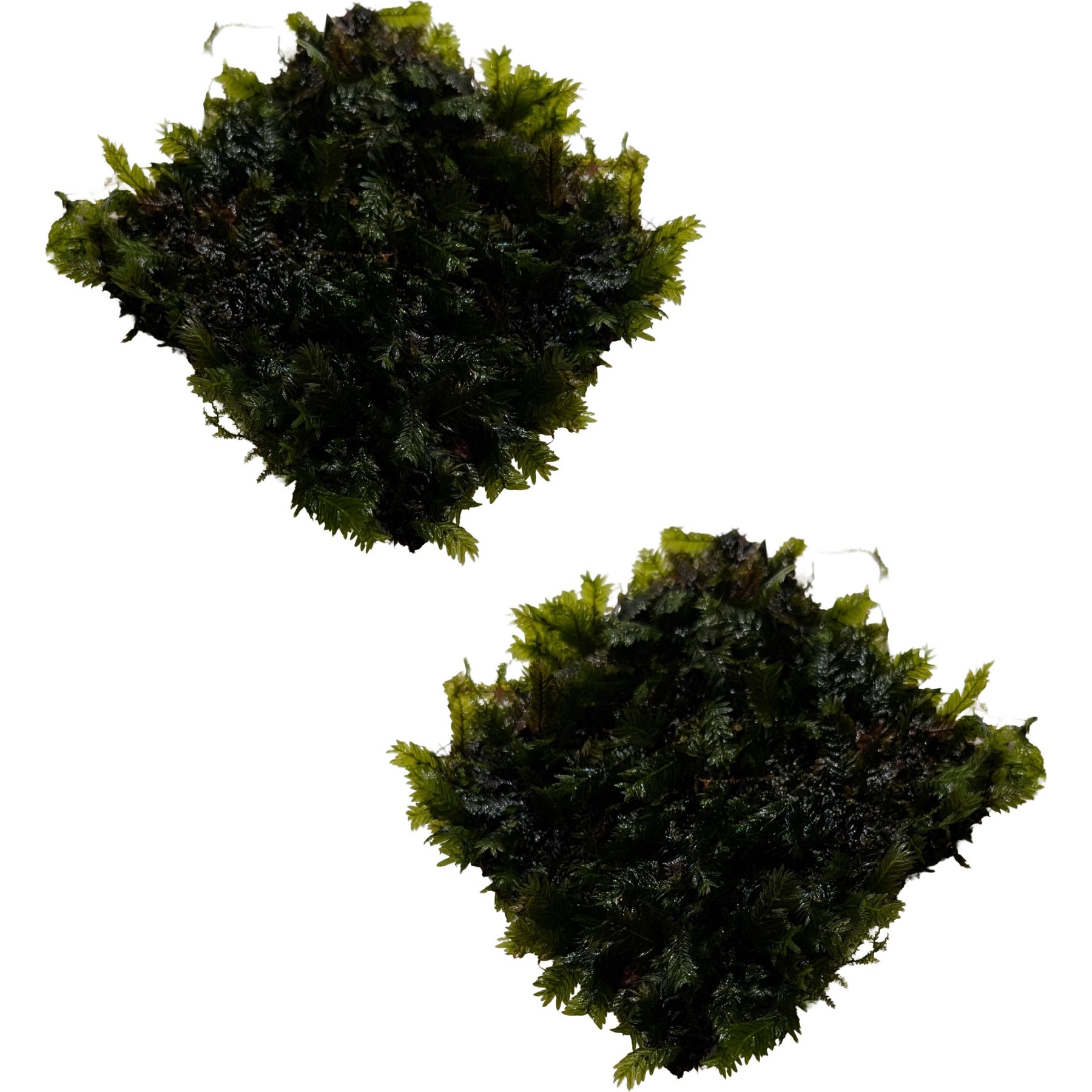 Quinn's Fins Fissidens Fontanus Moss on Mat Submerged Live Plant, Green