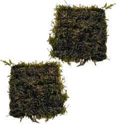 Quinn's Fins Weeping Moss on Mat Submerged Live Plant, Green
