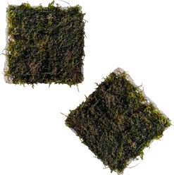 Quinn's Fins Christmas Moss Mat Submerged Live Plant, Green, 2 count