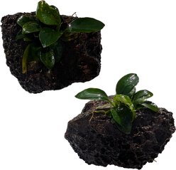Quinn's Fins Anubias Nana Petite on Lava Rock Submerged Live Plant, Green, 2 count