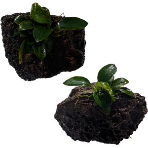 Quinn's Fins Anubias Nana Petite on Lava Rock Submerged Live Plant, Green, 2 count
