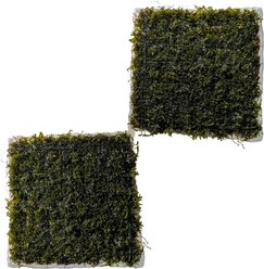 Quinn's Fins Coral Moss on Mat Submerged Live Plant, Green, 2 count
