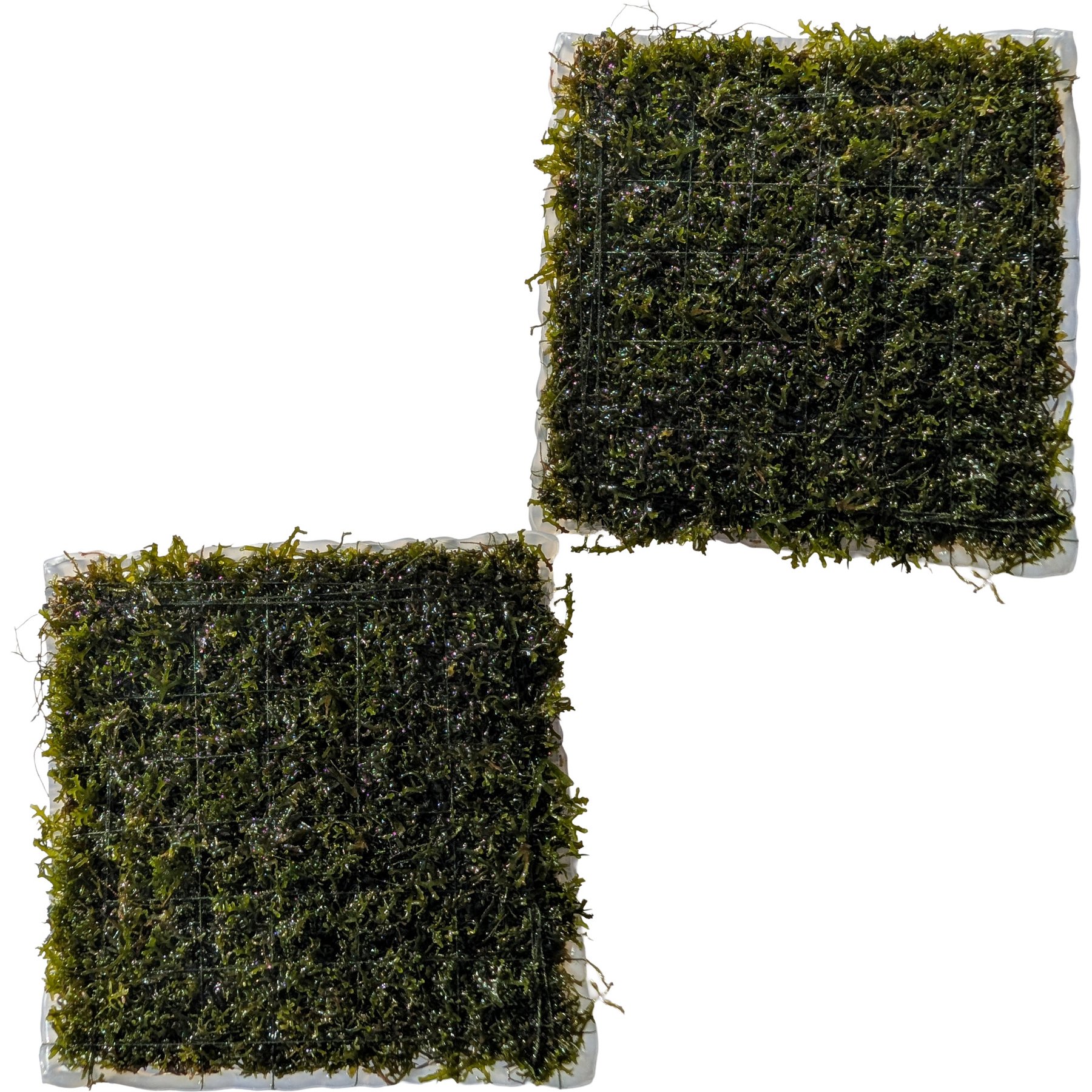 Quinn's Fins Coral Moss on Mat Submerged Live Plant, Green, 2 count