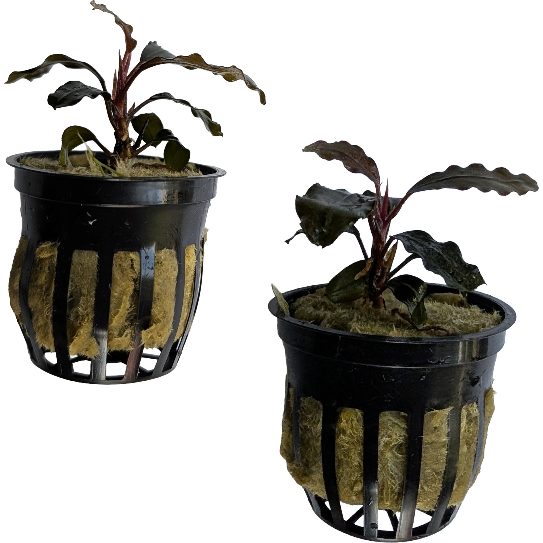 Quinn's Fins Bucephalandra Theia Live Submerged Plant, Red, 2 count