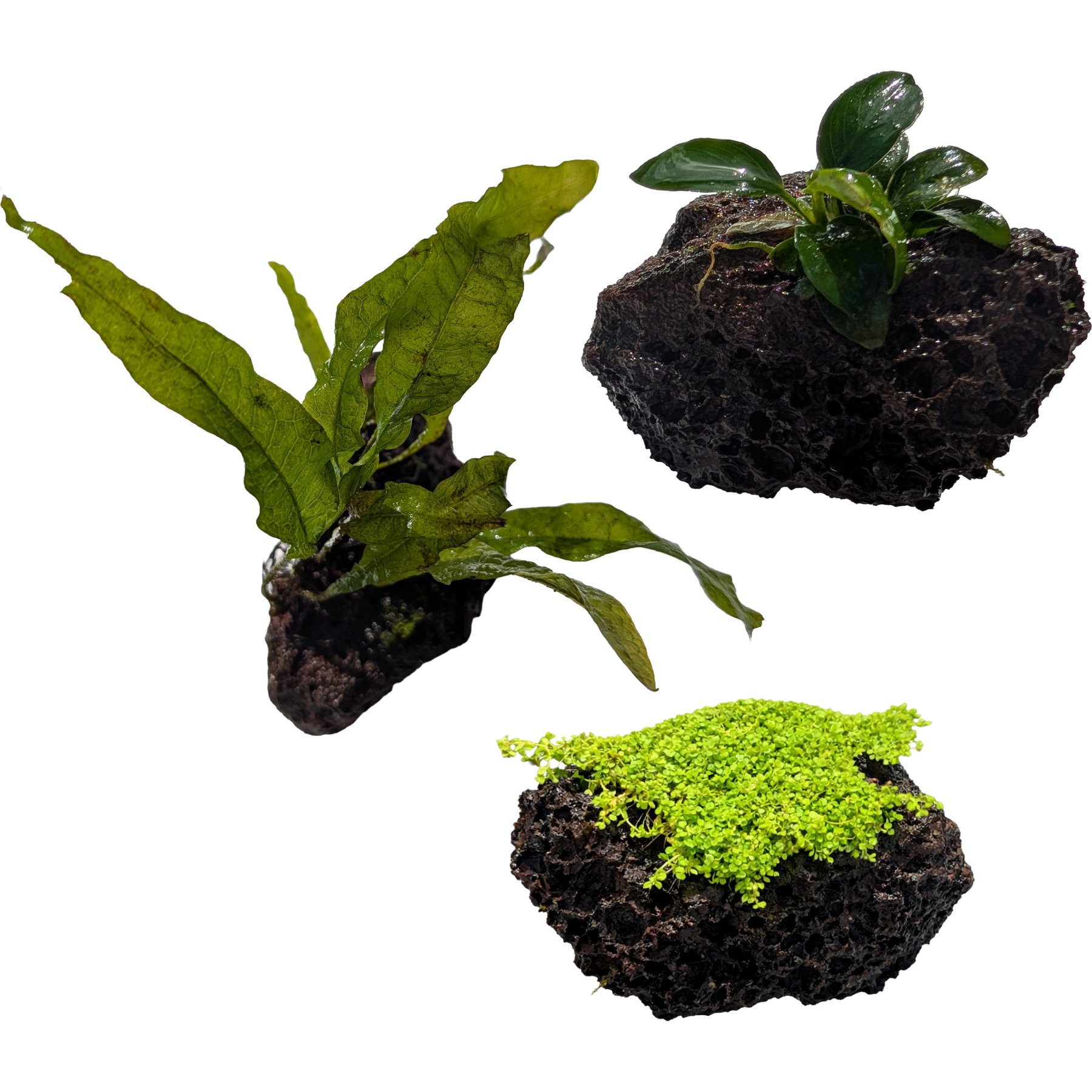 Quinn's Fins Anubias Java Fern & Baby Tears on Lava Rock Submerged Live Plant, Green, 3 count