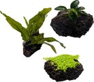 Quinn's Fins Anubias Java Fern & Baby Tears on Lava Rock Submerged Live Plant, Green, 3 count