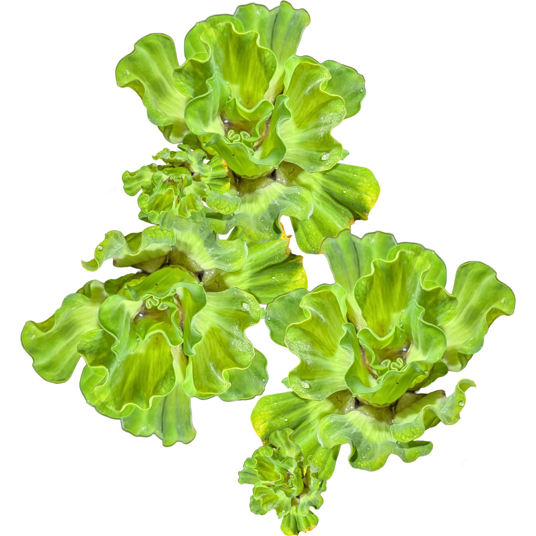 Quinn's Fins Rosette Water Lettuce Live Pond & Aquarium Plant, Green, 3 count