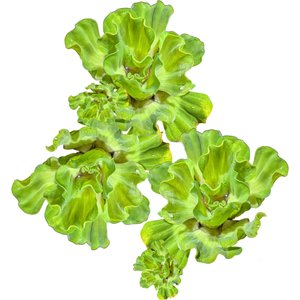 Quinn's Fins Rosette Water Lettuce Live Pond & Aquarium Plant, Green, 3 count