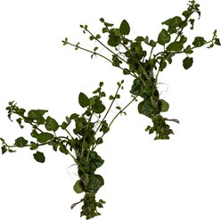 Quinn's Fins Small Leaf Aquatic Mint Marginal Live Pond Plant, Green, 2 count