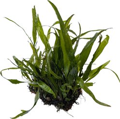 Quinn's Fins Java Fern Narrowleaf on Mat Sumberged Live Aquarium Plant, Green