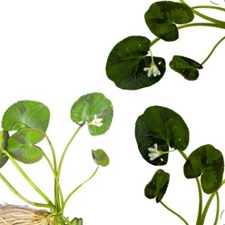 Quinn's Fins Variegated White Snowflake Live Pond & Aquarium Plant, Green, 3 count