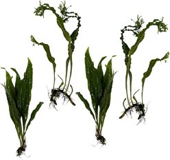 Quinn's Fins Two Java Fern & Two Windelov Java Fern Submerged Aquarium Live Plant, Green, 4 count