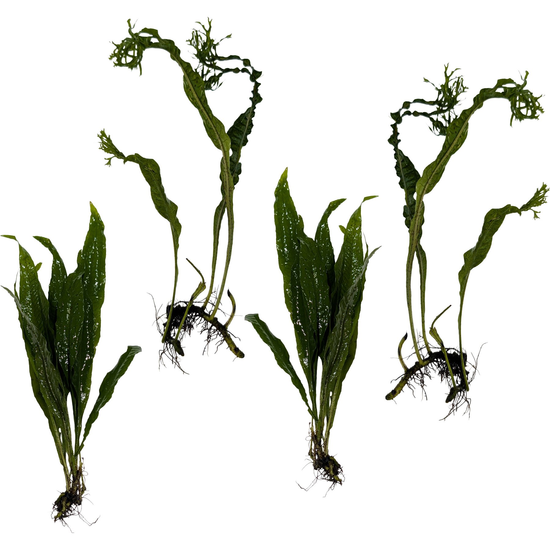 Quinn's Fins Two Java Fern & Two Windelov Java Fern Submerged Aquarium Live Plant, Green, 4 count