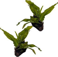 Quinn's Fins Java Fern on Lava Rock Submerged Live Plant, Green, 2 count