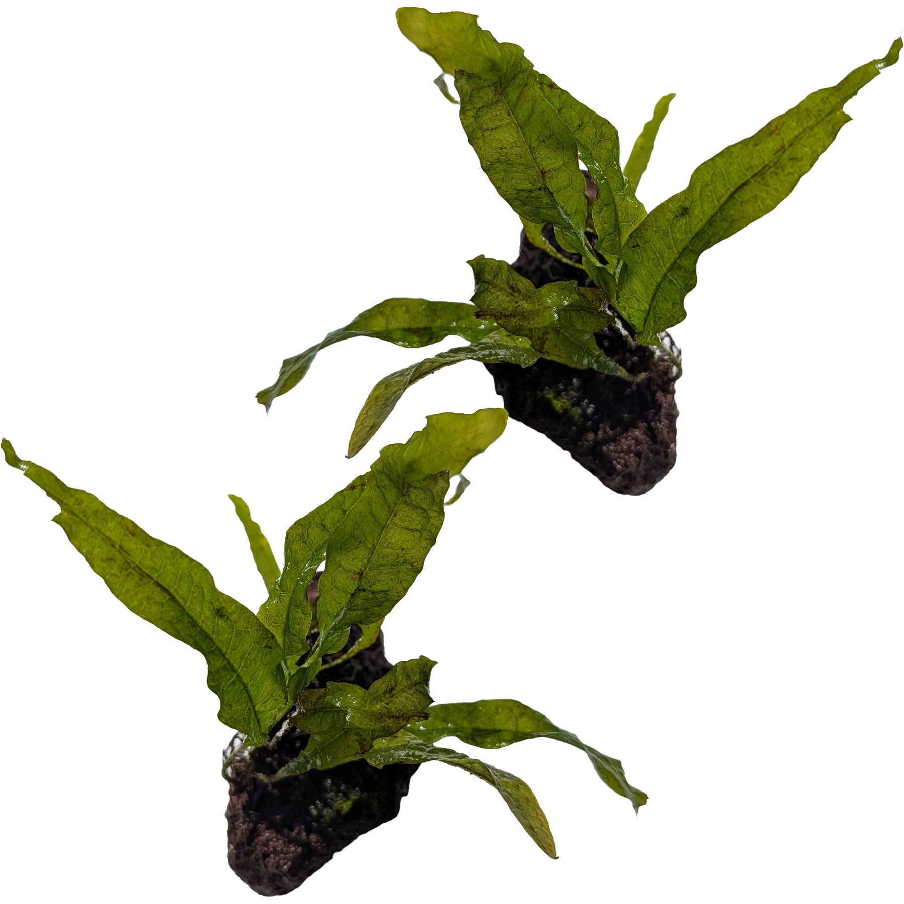 Quinn's Fins Java Fern on Lava Rock Submerged Live Plant, Green, 2 count