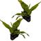 Show in main carousel: Quinn's Fins Java Fern on Lava Rock Submerged Live Plant, Green, 2 count slide 1 of 1