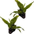 Quinn's Fins Java Fern on Lava Rock Submerged Live Plant, Green, 2 count