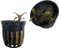 Quinn's Fins Bucephalandra Velvet Submerged Live Aquarium Plant, Purple, 2 count