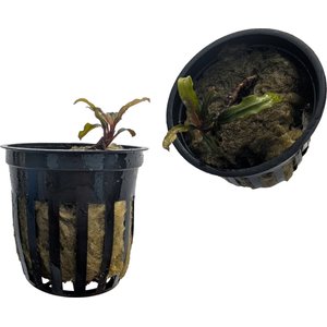 Quinn's Fins Bucephalandra Velvet Submerged Live Aquarium Plant, Purple, 2 count