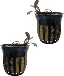 Quinn's Fins Bucephalandra Mini Boyan Live Submerged Plant, Red, 2 count