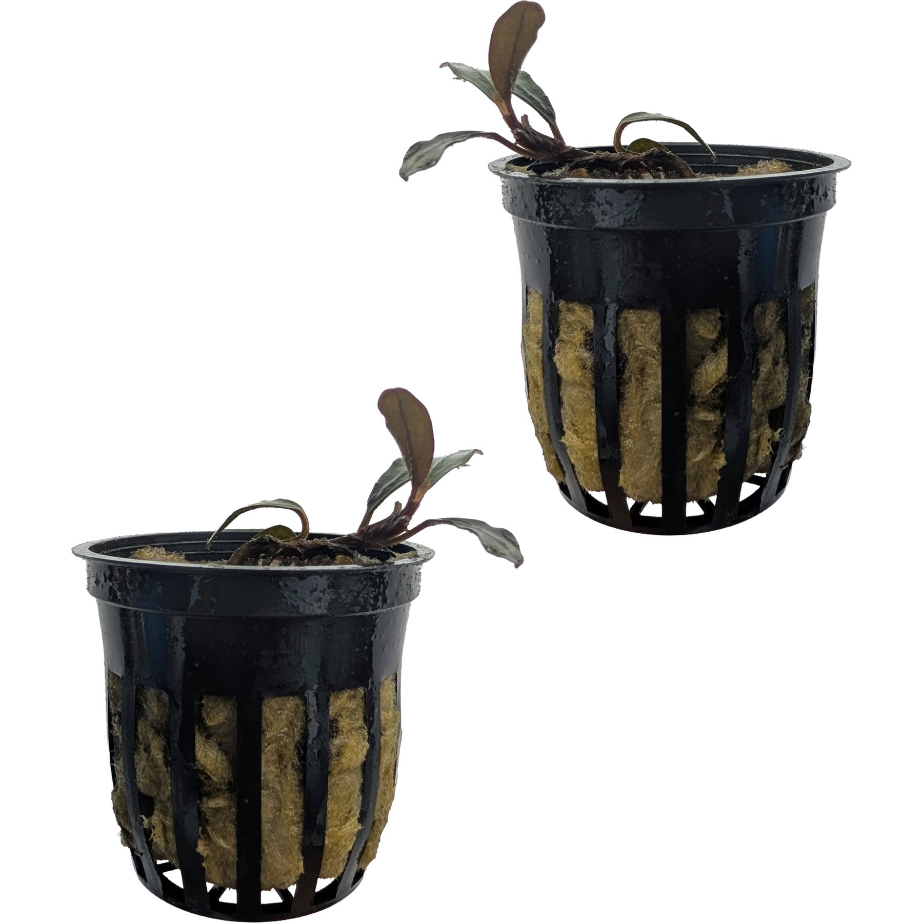 Quinn's Fins Bucephalandra Mini Boyan Live Submerged Plant, Red, 2 count