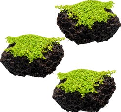 Quinn's Fins Baby Tears on Lava Rock Live Submerged Plant, Green, 3 count