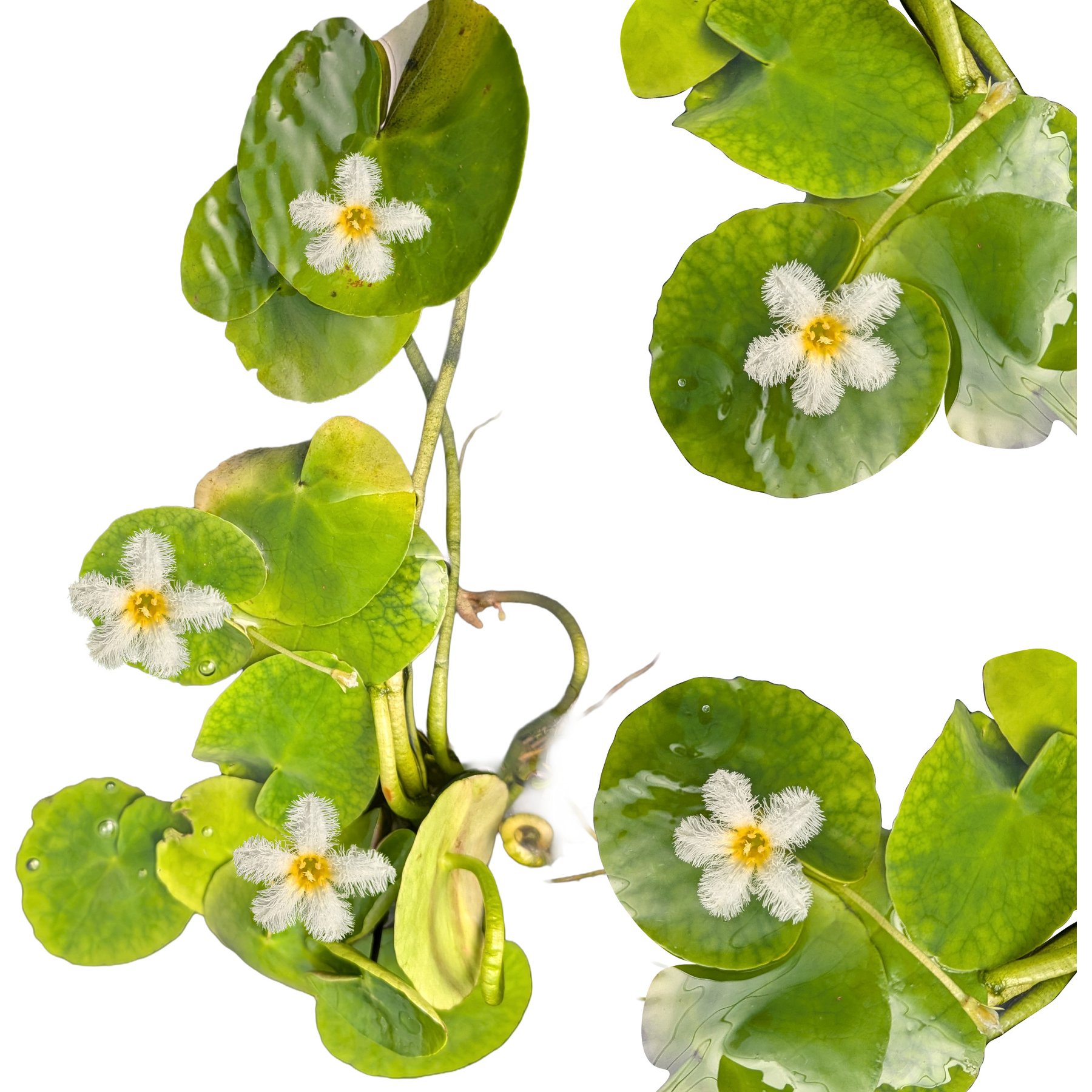 Quinn's Fins White Snowflake Pond Aquarium Live Plant, Green, 3 count
