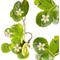 Show in main carousel: Quinn's Fins White Snowflake Pond Aquarium Live Plant, Green, 3 count slide 1 of 1