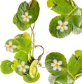 Quinn's Fins White Snowflake Pond Aquarium Live Plant, Green, 3 count