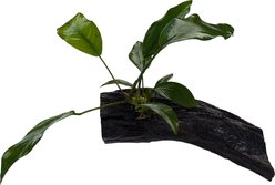 Quinn's Fins Anubias Nancon on Driftwood Submerged Aquarium Live Plant, Green