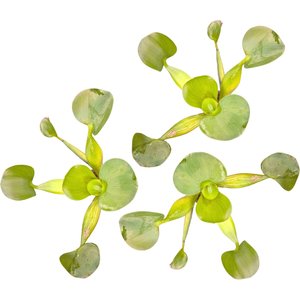 Quinn's Fins Water Hyacinth Floating Live Pond & Aquarium Plant, Green, 3 count