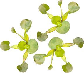 Quinn's Fins Water Hyacinth Floating Live Pond & Aquarium Plant, Green, 3 count