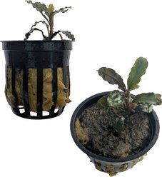 Quinn's Fins Bucephalandra Godzilla Live Submerged Plant, Red, 2 count