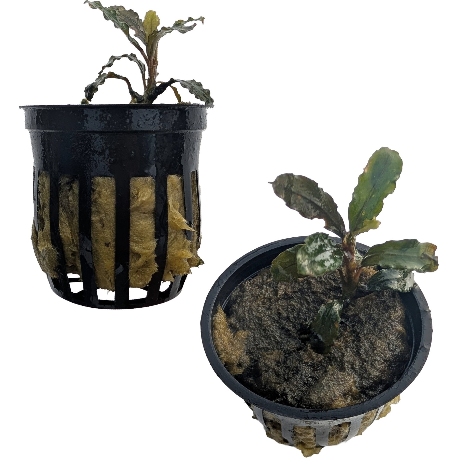 Quinn's Fins Bucephalandra Godzilla Live Submerged Plant, Red, 2 count