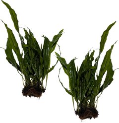 Quinn's Fins Java Fern on Mat Submerged Aquairum Live Plant, Green, 2 count